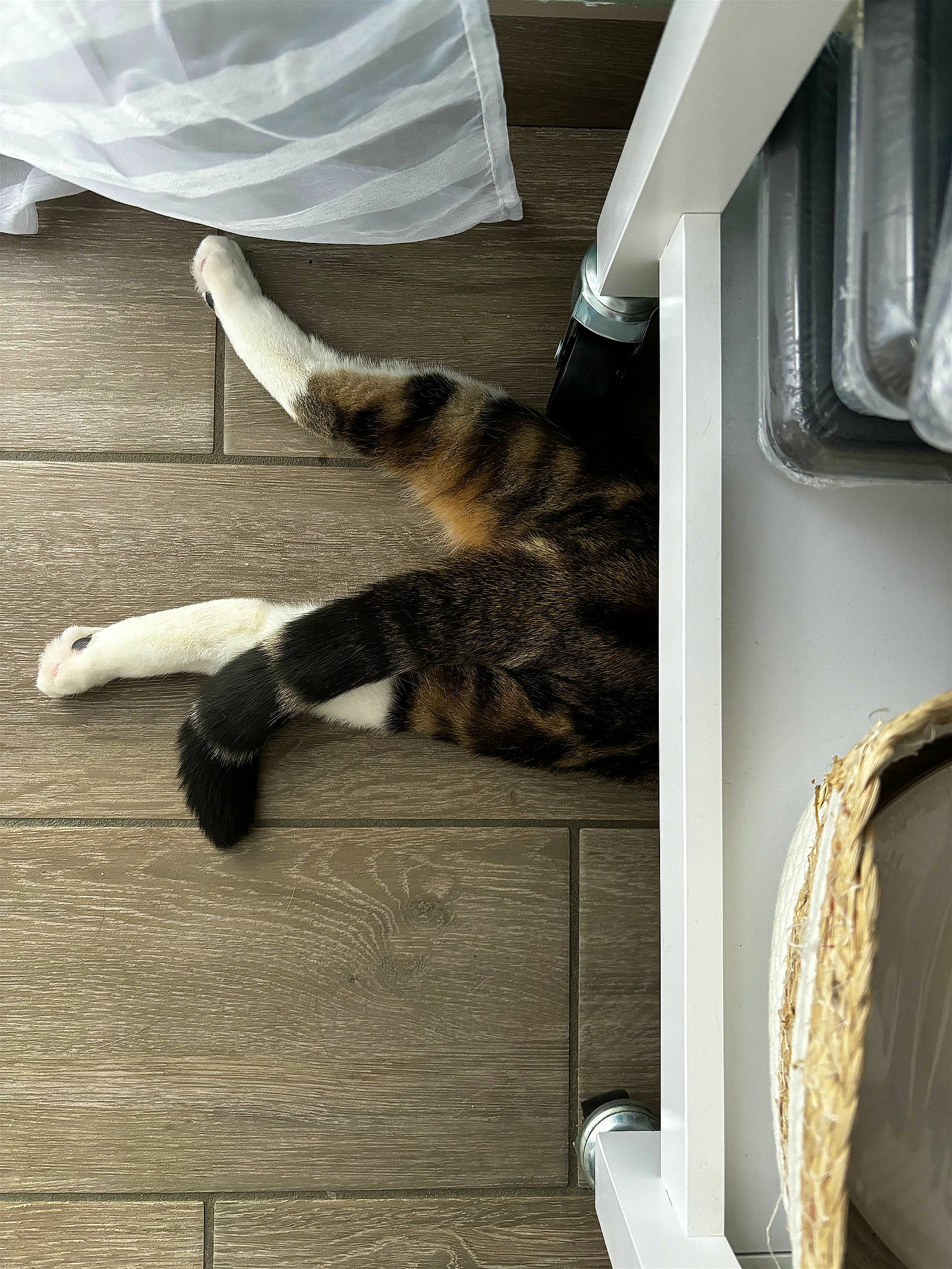 Charly a rejoint le concours — aidez-le/la à gagner de superbes lots ! carnivore, cat, comfort, domestic_short_haired_cat, felidae, floor, flooring, fur, grey, hardwood, human_leg, mammal, room, small_to_medium_sized_cats, tail, terrestrial_animal, textile, vertebrate, whiskers, wood