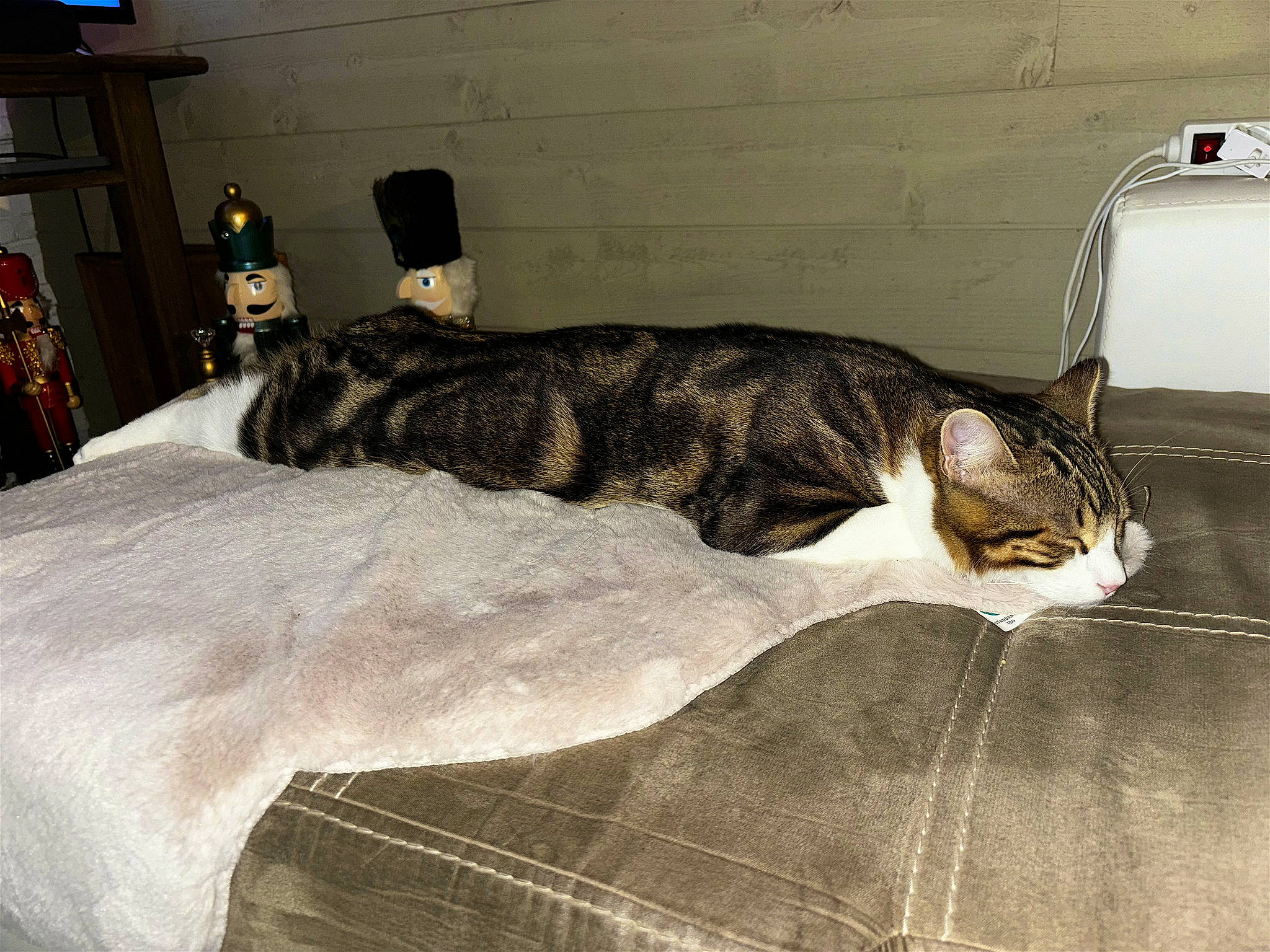 Charly a rejoint le concours — aidez-le/la à gagner de superbes lots ! bedding, carnivore, cat, comfort, domestic_short_haired_cat, duvet, felidae, flooring, fur, grey, lamp, linens, pattern, room, small_to_medium_sized_cats, tail, terrestrial_animal, textile, whiskers, wood