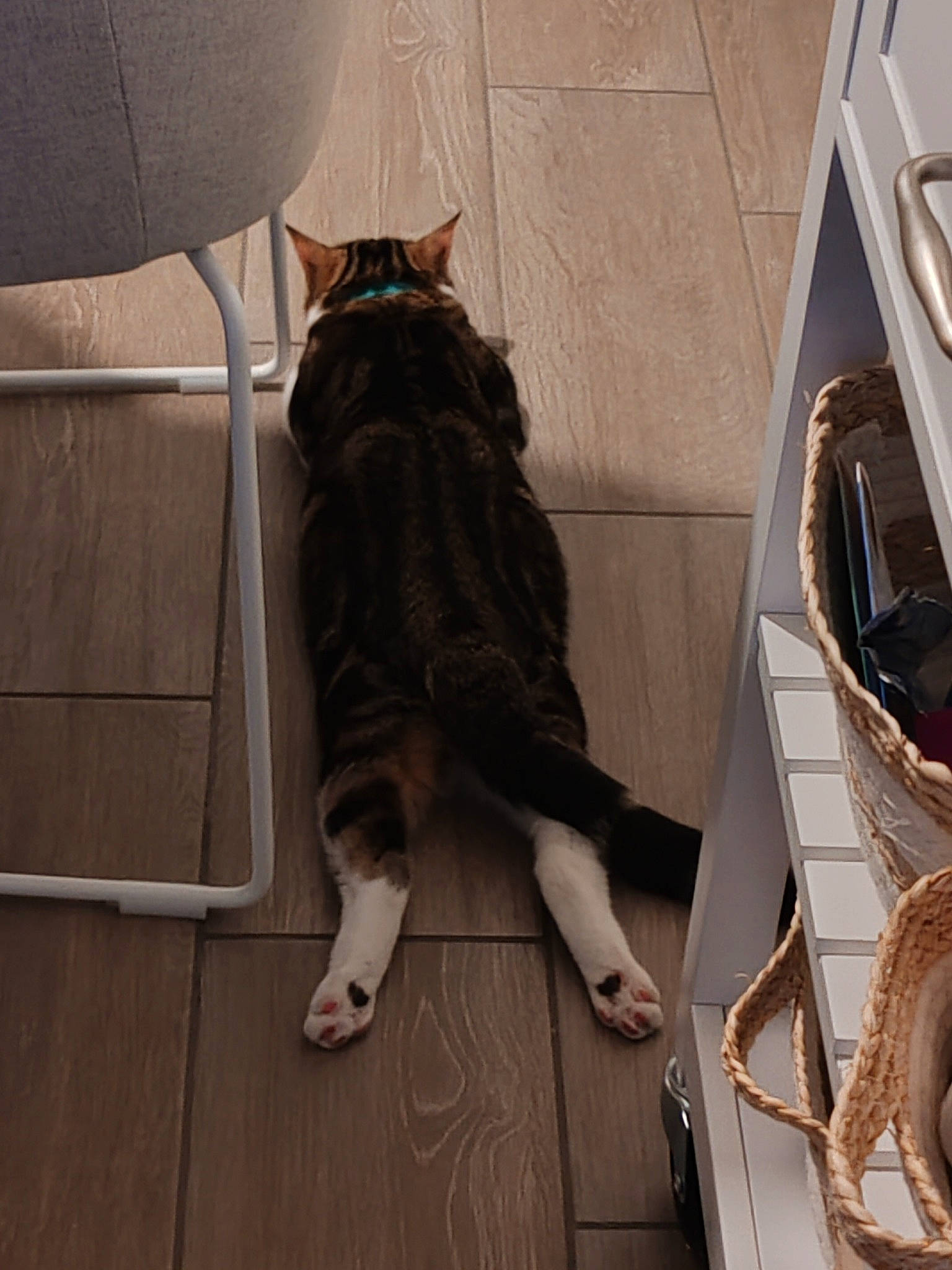 Charly participe au concours pour gagner de l'argent avec cette photo : bag, carnivore, cat, comfort, domestic_short_haired_cat, felidae, floor, flooring, foot, fur, hardwood, human_leg, leg, shoe, sitting, small_to_medium_sized_cats, tail, thigh, whiskers, wood