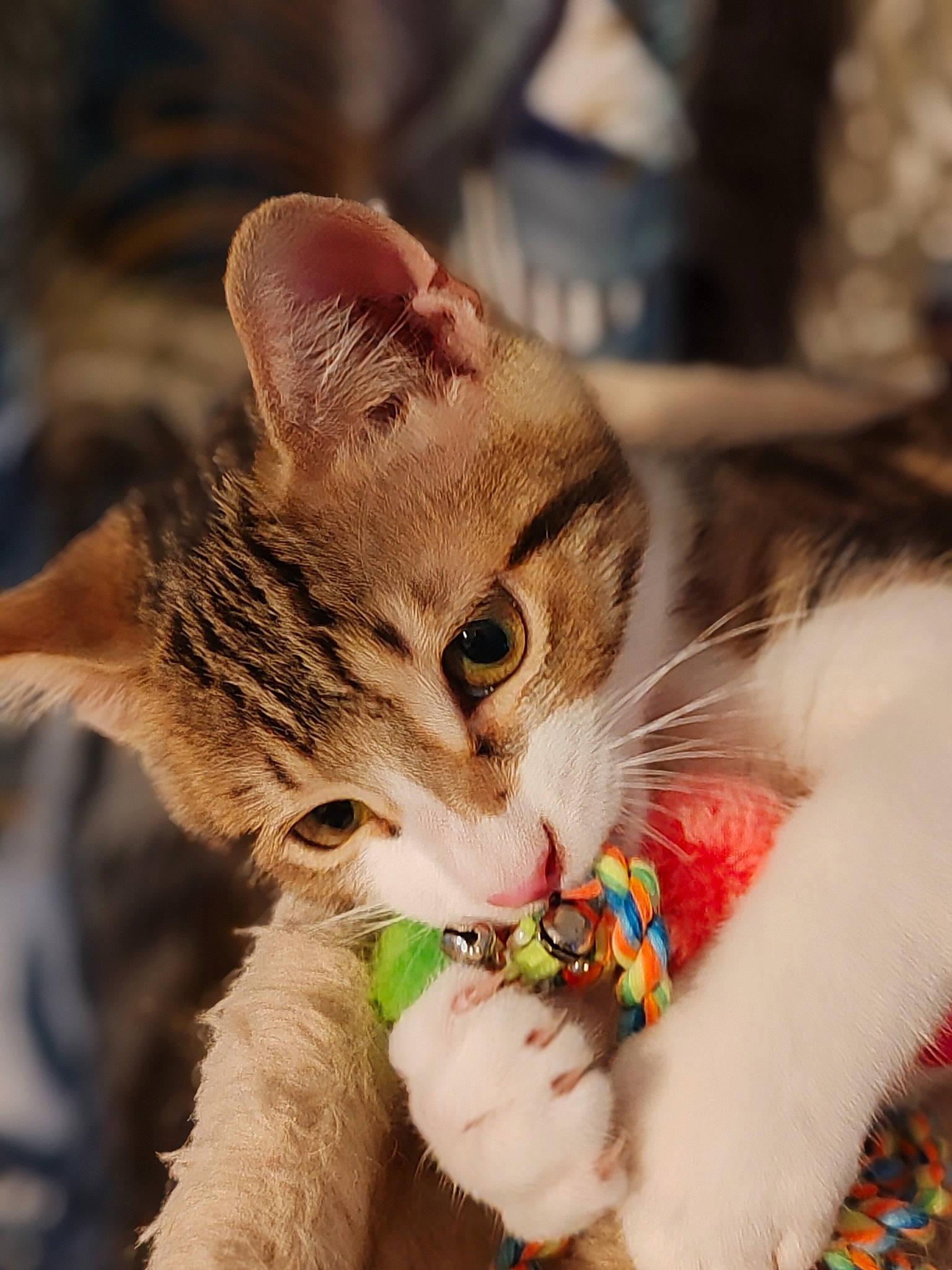 Charly a rejoint le concours — aidez-le/la à gagner de superbes lots ! carnivore, cat, claw, domestic_short_haired_cat, event, fashion_accessory, fawn, felidae, foot, fur, gesture, happy, holiday, human_leg, nail, paw, photo_caption, small_to_medium_sized_cats, tail, whiskers
