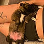 puppy, dog, pet, sleeping, relaxed, tattoo, person, lap, shorts, couch, pillow, furry, indoor, cozy, resting, animal, cute, pink_belly, fur, hand