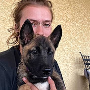 Nox participe au concours pour gagner de l'argent avec cette photo : animal, black_shirt, closeup, cute, dog, ear, face, fur, german_shepherd, hand, holding, home, indoor, person, pet, portrait, puppy, tattoo, wall, young_adult