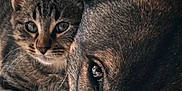 Shiva participe au concours pour gagner de l'argent avec cette photo : adorable, animal, canine, cat, close_up, companion, cute, cute_animals, dog, domestic_animals, face, friendship, fur, indoors, kitten, mammal, pets, resting, snuggling, tabby