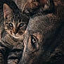 Shiva participe au concours pour gagner de l'argent avec cette photo : cat, kitten, dog, close_up, snuggling, pets, fur, tabby, canine, animal, companion, friendship, cute, resting, indoors, cute_animals, domestic_animals, mammal, face, adorable