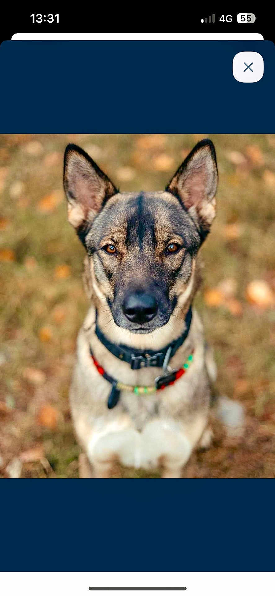 Shiva a rejoint le concours — aidez-le/la à gagner de superbes lots ! dog, animal, pet, portrait, outdoor, ears, collar, nature, brown, fur, canine, sitting, eyes, face, alert, autumn, blurred_background, grass, closeup, watchful