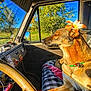 animal, blanket, collar, dashboard, daytime, dog, flower, greenery, nature, outdoor_view, pet, relaxed, scenic, seat, steering_wheel, sunlight, tree, vehicle_interior, vintage_car, window