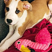Aürós a rejoint le concours — aidez-le/la à gagner de superbes lots ! puppy, dog, pet, toy, pink_flamingo, blanket, couch, indoor, closeup, brown_and_white, cute, young, animal, resting, soft_texture, fur, playful, cozy, companion, relaxed