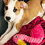 puppy, dog, pet, toy, pink_flamingo, blanket, couch, indoor, closeup, brown_and_white, cute, young, animal, resting, soft_texture, fur, playful, cozy, companion, relaxed