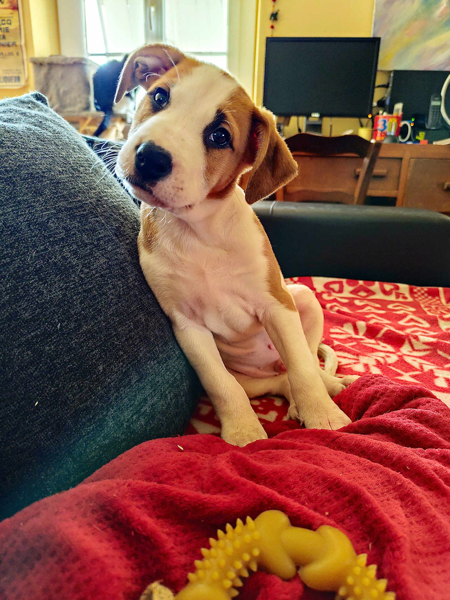 Aürós a rejoint le concours — aidez-le/la à gagner de superbes lots ! puppy, dog, couch, blanket, toy, indoor, pet, brown_and_white, floppy_ears, curious, head_tilt, furniture, computer_monitor, home, cozy, carpet, wooden_chair, window, decor, relaxed