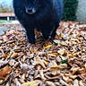 Louki participe au concours pour gagner de l'argent avec cette photo : dog, black_dog, pomeranian, autumn, leaves, outdoor, nature, fall, pet, animal, walking, fur, small_dog, tree, sky, leaf_litter, garden, canine, daylight, shallow_depth_of_field