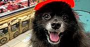 Louki a rejoint le concours — aidez-le/la à gagner de superbes lots ! dog, black_fur, pet, happy, tongue_out, headband, skull, heart_eyes, halloween, costume, store, indoor, tile_floor, wall_art, moon, witch, shopping, cute, fluffy, animal