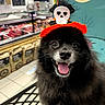 dog, black_fur, pet, happy, tongue_out, headband, skull, heart_eyes, halloween, costume, store, indoor, tile_floor, wall_art, moon, witch, shopping, cute, fluffy, animal