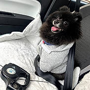 Louki participe au concours pour gagner de l'argent avec cette photo : dog, black_dog, pomeranian, hoodie, car_seat, seatbelt, blanket, leash, pet, happy, panting, fur, cute, indoor, vehicle, window, fabric, collar, sitting, cozy