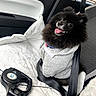 dog, black_dog, pomeranian, hoodie, car_seat, seatbelt, blanket, leash, pet, happy, panting, fur, cute, indoor, vehicle, window, fabric, collar, sitting, cozy