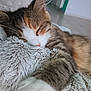 Merveille participe au concours pour gagner de l'argent avec cette photo : cat, sleeping, furry, blanket, cozy, indoor, pet, whiskers, paw, fur, relaxed, cute, animal, tabby, closeup, resting, soft, home, calm, mammal