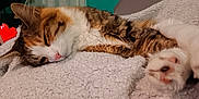 Merveille participe au concours pour gagner de l'argent avec cette photo : cat, sleeping, paw, fluffy_blanket, cozy, relaxation, indoor, feline, fur, pink_nose, whiskers, resting, cute, domestic_animal, closeup, soft_texture, calm, pet, tabby, nap