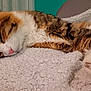 cat, sleeping, paw, fluffy_blanket, cozy, relaxation, indoor, feline, fur, pink_nose, whiskers, resting, cute, domestic_animal, closeup, soft_texture, calm, pet, tabby, nap