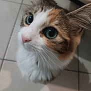 Merveille a rejoint le concours — aidez-le/la à gagner de superbes lots ! cat, close_up, curious, green_eyes, pink_nose, whiskers, fur, indoor, tiled_floor, pet, animal, cute, feline, looking_up, domestic, mammal, portrait, soft_focus, tabby, calico