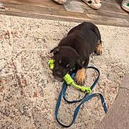 Huckley James is registered to the contest to win money with this photo: puppy, dog, toy, rope_toy, leash, carpet, floor, slippers, wooden_floor, indoor, pet, sleepy, black_dog, brown_paws, cozy, home, animal, resting, cute, domestic
