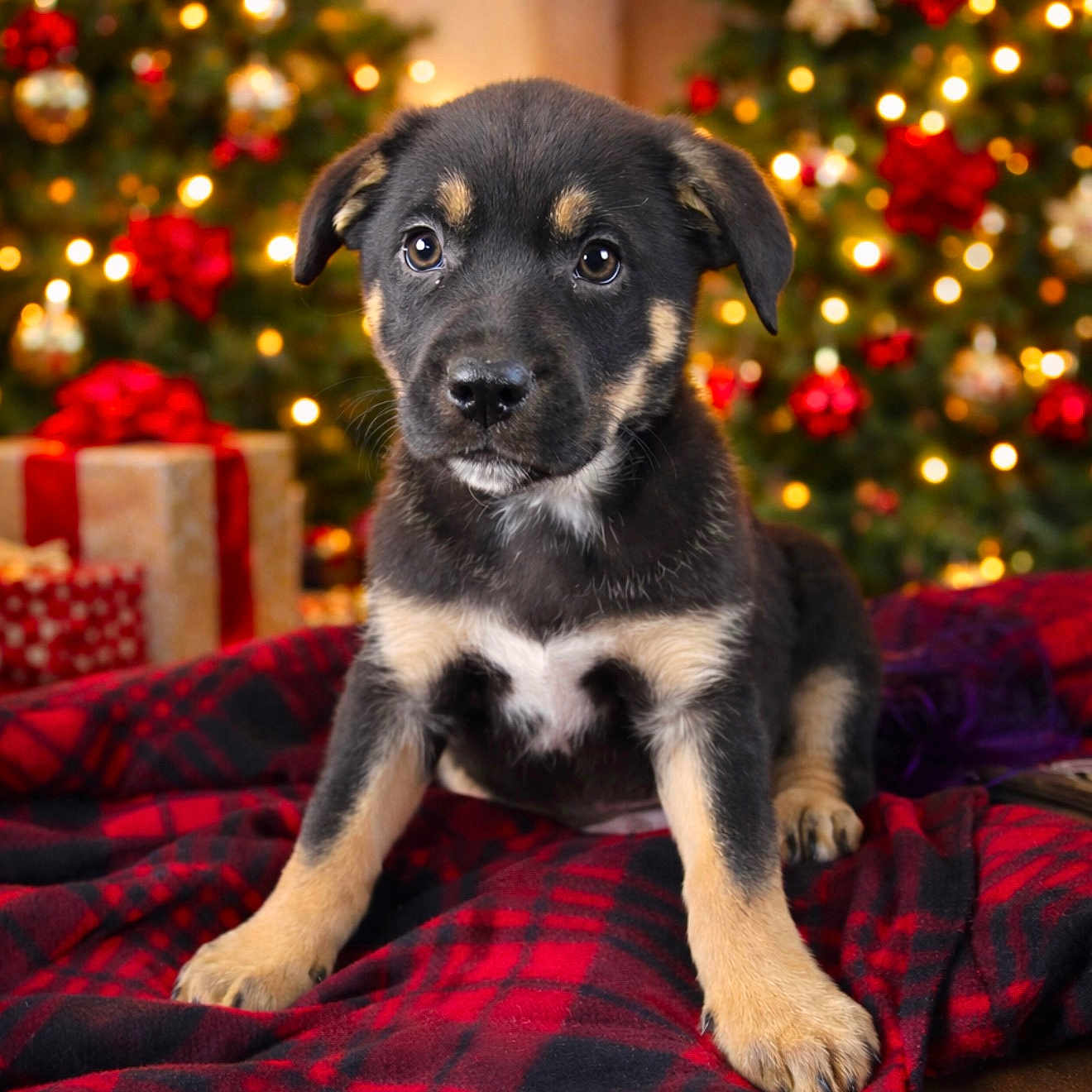 Huckley James joined the competition — help win amazing prizes! animal, black_and_tan, blanket, christmas_tree, cute, decorations, dog, festive, fur, gift, holiday, indoor, lights, pet, plaid, portrait, present, puppy, sitting, young