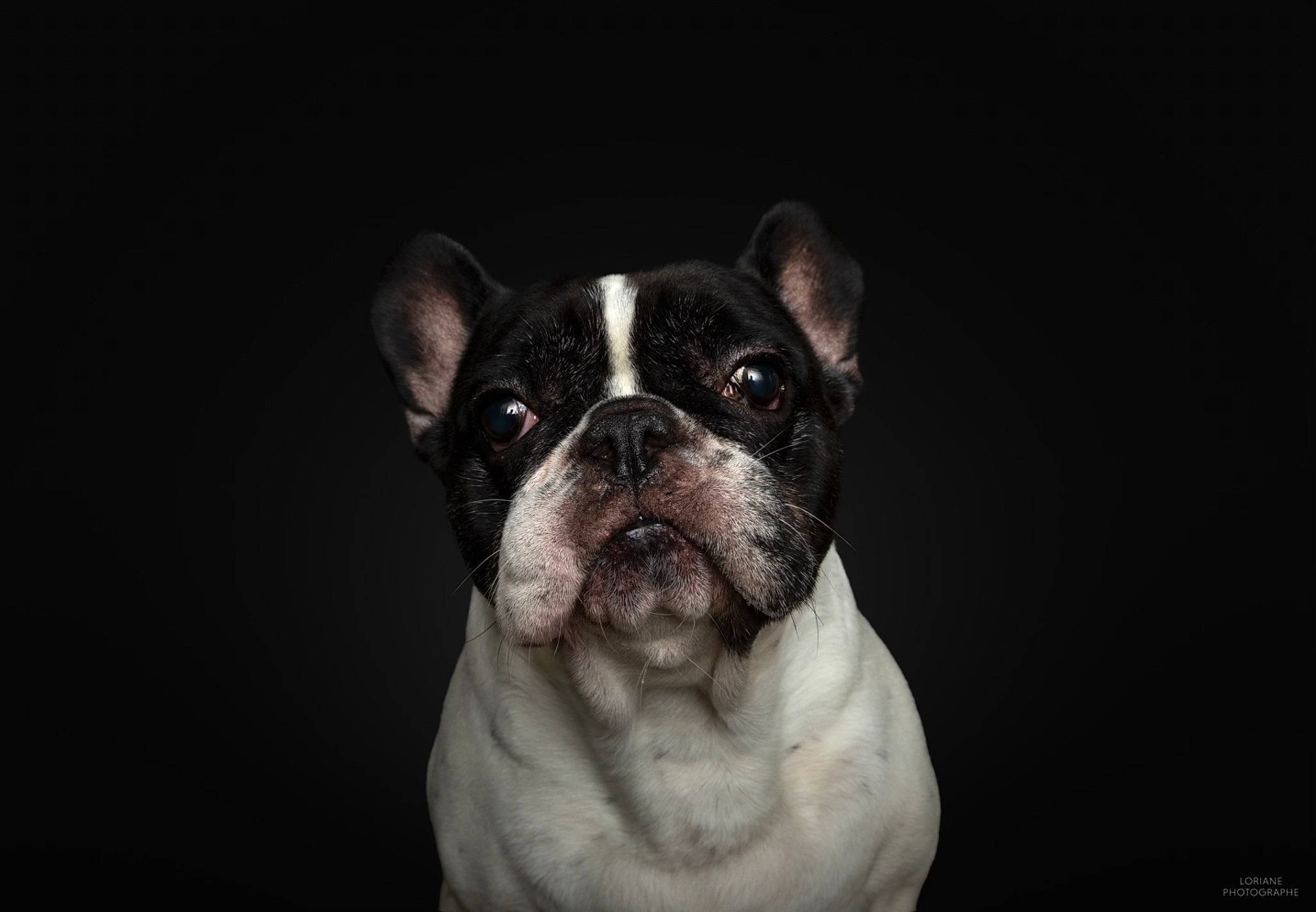 Leiko participe au concours pour gagner de l'argent avec cette photo : bored, bulldog, carnivore, companion_dog, darkness, dog, dog_breed, ear, fawn, flash_photography, molosser, monochrome_photography, non_sporting_group, snout, sporting_group, terrestrial_animal, toy_dog, whiskers, working_animal, wrinkle