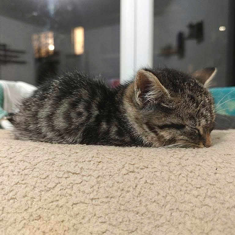 Tylia a rejoint le concours — aidez-le/la à gagner de superbes lots ! abyssinian, animal, bed, bedroom, blanket, cat, couch, cushion, door, egyptiancat, furniture, homedecor, indoors, kitten, manx, person, pet, room, sleeping, window