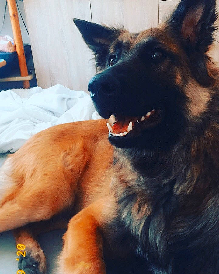 Cachou participe au concours pour gagner de l'argent avec cette photo : canidae, carnivore, claw, comfort, companion_dog, dog, dog_breed, fawn, fur, german_shepherd_dog, guard_dog, herding_dog, king_shepherd, old_german_shepherd_dog, paw, snout, sporting_group, tongue, working_animal, working_dog