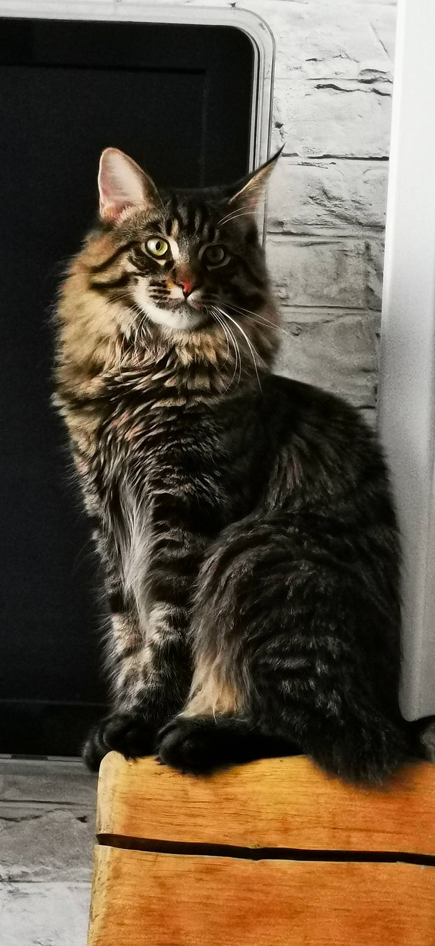 Pharaon participe au concours pour gagner de l'argent avec cette photo : asian, british_semi_longhair, carnivore, cat, cymric, domestic_long_haired_cat, domestic_short_haired_cat, european_shorthair, felidae, kitten, kurilian_bobtail, maine_coon, mammal, norwegian_forest_cat, siberian, small_to_medium_sized_cats, tabby_cat, vertebrate, whiskers, wild_cat