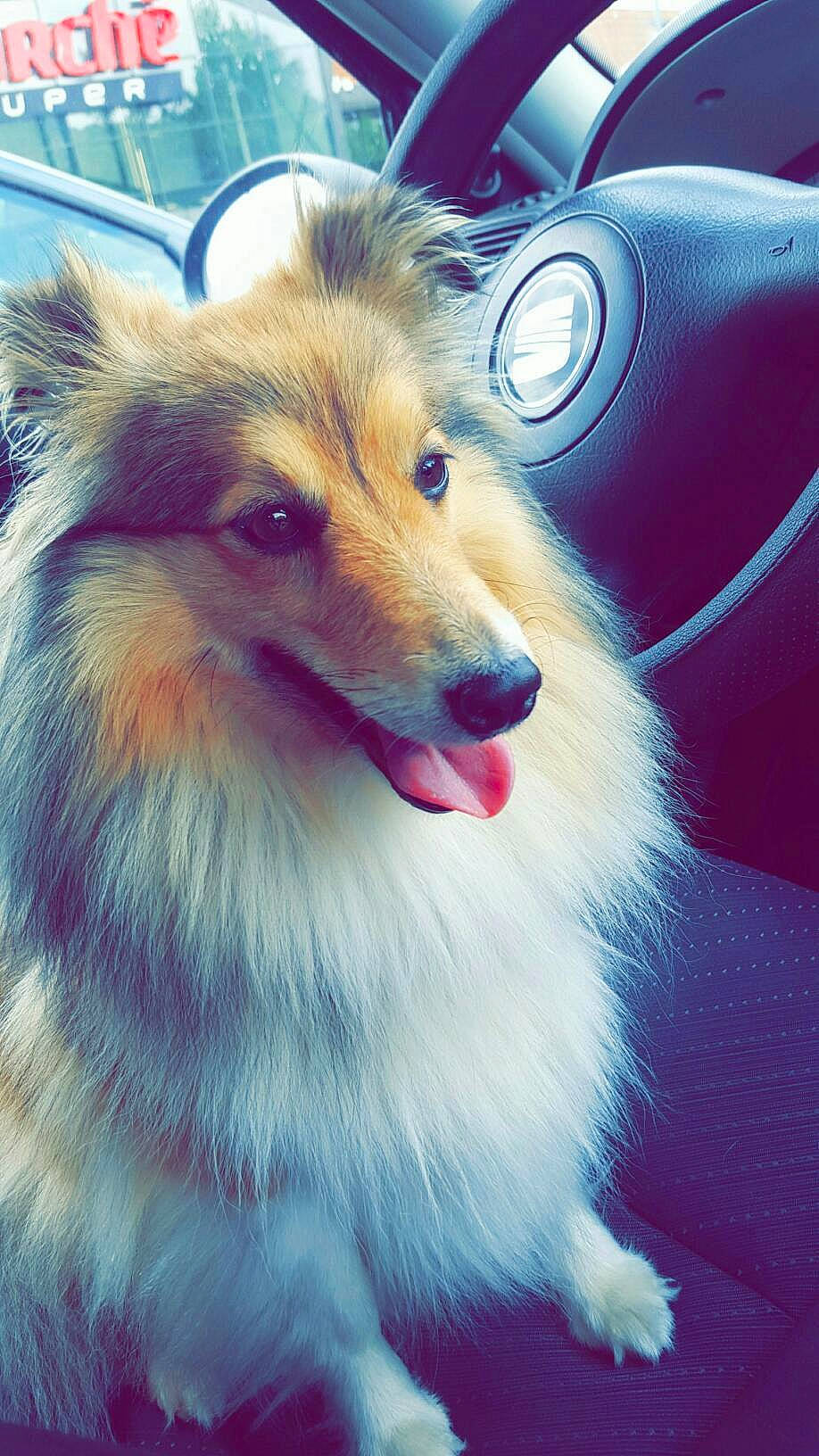 Nellya a rejoint le concours — aidez-le/la à gagner de superbes lots ! canidae, carnivore, collie, companion_dog, dog, dog_breed, german_spitz, mammal, pomeranian, rare_breed_dog, rough_collie, scotch_collie, shetland_sheepdog, snout, vertebrate