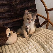 Poupy a rejoint le concours — aidez-le/la à gagner de superbes lots ! aegean_cat, carnivoran, cat, cat_like_mammal, domestic_short_haired_cat, european_shorthair, fur, kitten, ragdoll, small_to_medium_sized_cats, whiskers