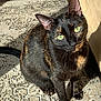 cat, tortoiseshell, green_eyes, pet, indoor, carpet, sunlight, shadow, furniture, couch, curious, sitting, animal, fur, whiskers, ears, tail, closeup, domestic_cat, relaxed