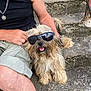 animal, casual, clothing, companionship, concrete, daylight, dog, fluffy, funny, human, leisure, outdoor, person, pet, relaxed, sitting, smiling, steps, summer, sunglasses