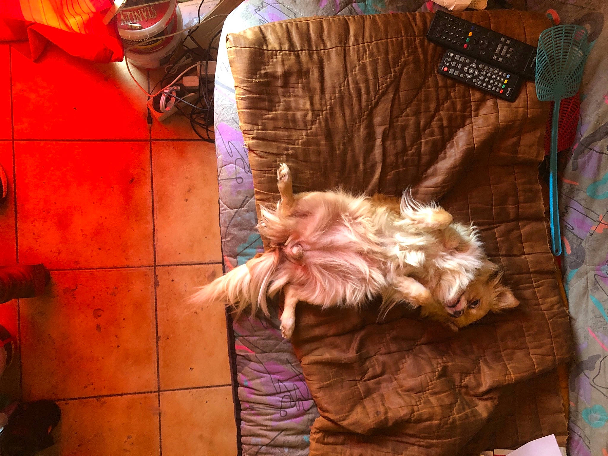 Nelly participe au concours pour gagner de l'argent avec cette photo : canidae, carnivore, child, companion_dog, dog, dog_breed, fawn, felidae, flesh, fun, fur, liver, magenta, room, small_terrier, small_to_medium_sized_cats, sporting_group, tail, terrier, wood