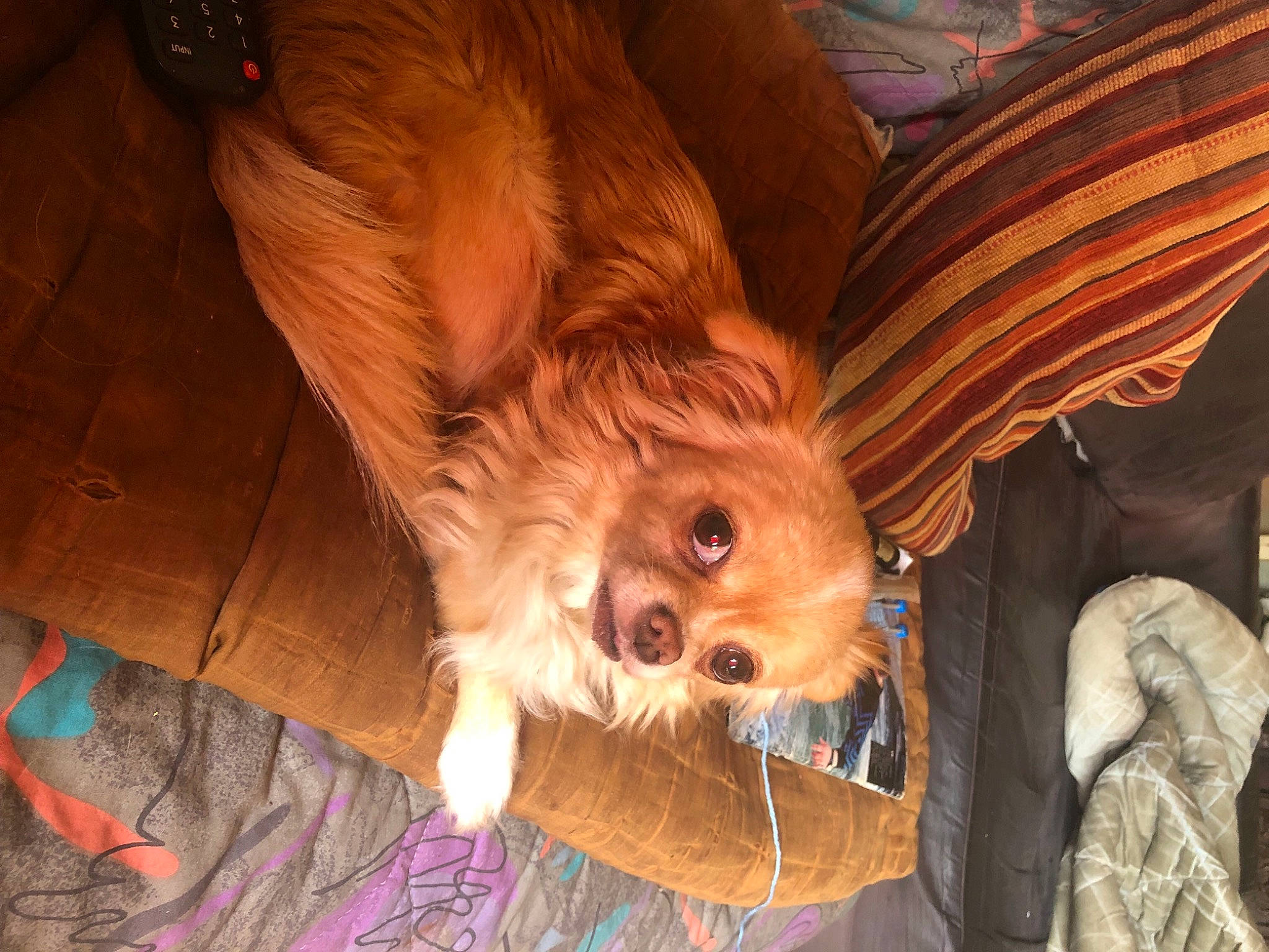 Nelly participe au concours pour gagner de l'argent avec cette photo : canidae, carnivore, chair, companion_dog, dog, dog_breed, ear, fawn, fun, fur, liver, puppy, smile, snout, spaniel, sporting_group, toy_dog, whiskers, wood, working_animal