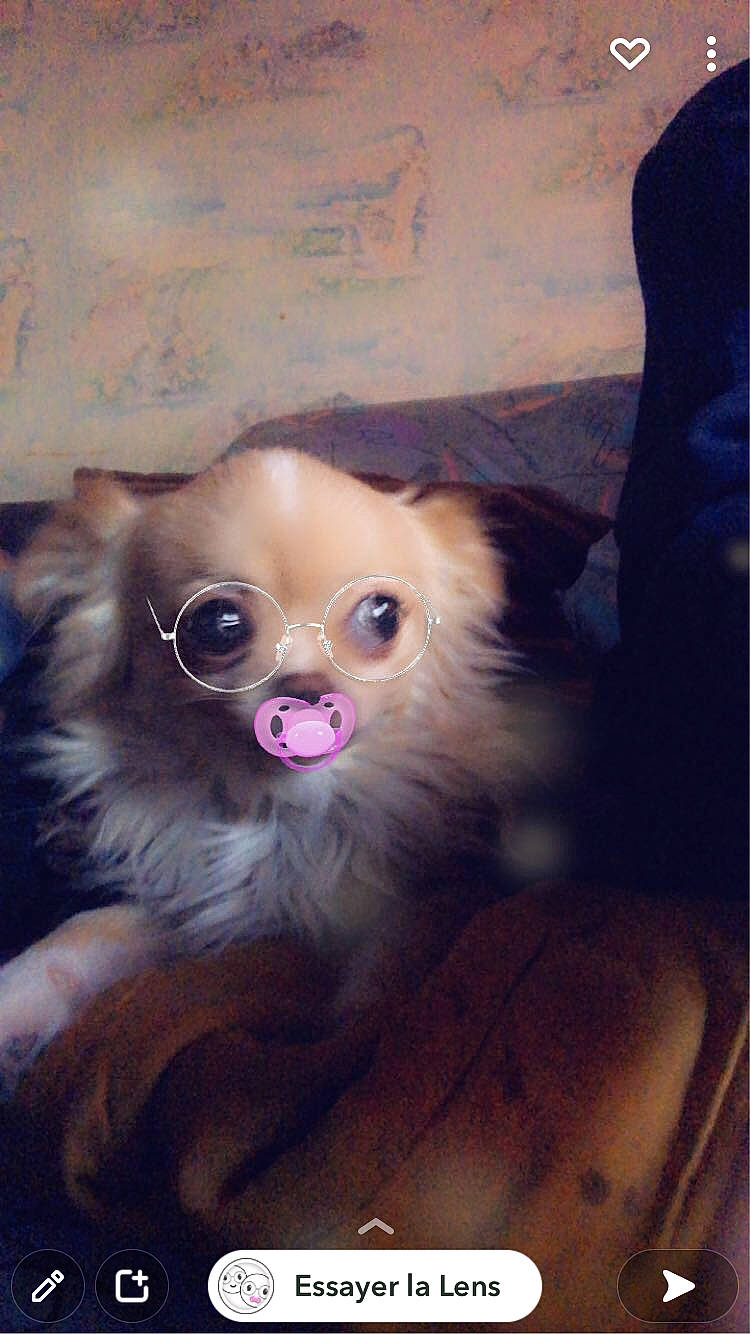 Nelly a rejoint le concours — aidez-le/la à gagner de superbes lots ! canidae, carnivore, companion_dog, dog, dog_breed, dog_supply, ear, eyewear, fawn, fur, german_spitz, glasses, liver, snout, sporting_group, toy, toy_dog, vision_care, whiskers, working_animal