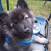 Coby joined the competition — help win amazing prizes! dog, puppy, fluffy, outdoor, chair, harness, black_fur, pet, cute, animal, grass, relaxed, canine, young_dog, ears, face, sitting, leash, nature, portrait