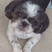 Gizmo joined the competition — help win amazing prizes! dog, pet, small_dog, curly_fur, black_and_white, carpet, indoor, cute, lying_down, looking_up, fluffy, animal, companion, domestic_animal, face, ears, whiskers, front_legs, floor, close_up