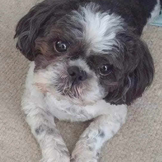 Gizmo