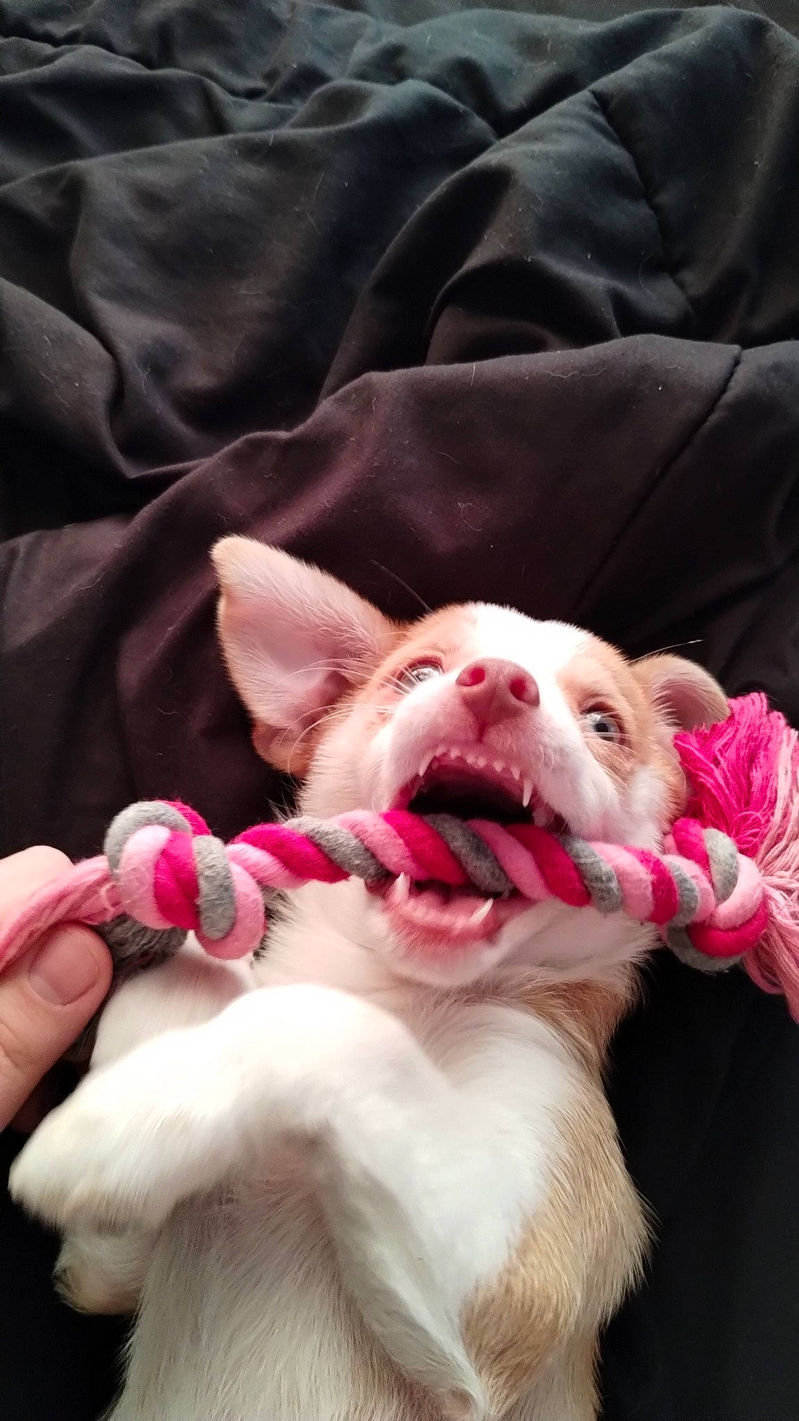 Bristol is registered to the contest to win money with this photo: carnivore, comfort, companion_dog, dog, dog_breed, ear, fang, fawn, felidae, fur, happy, jaw, paw, pink, small_to_medium_sized_cats, smile, snout, tooth, whiskers, yawn
