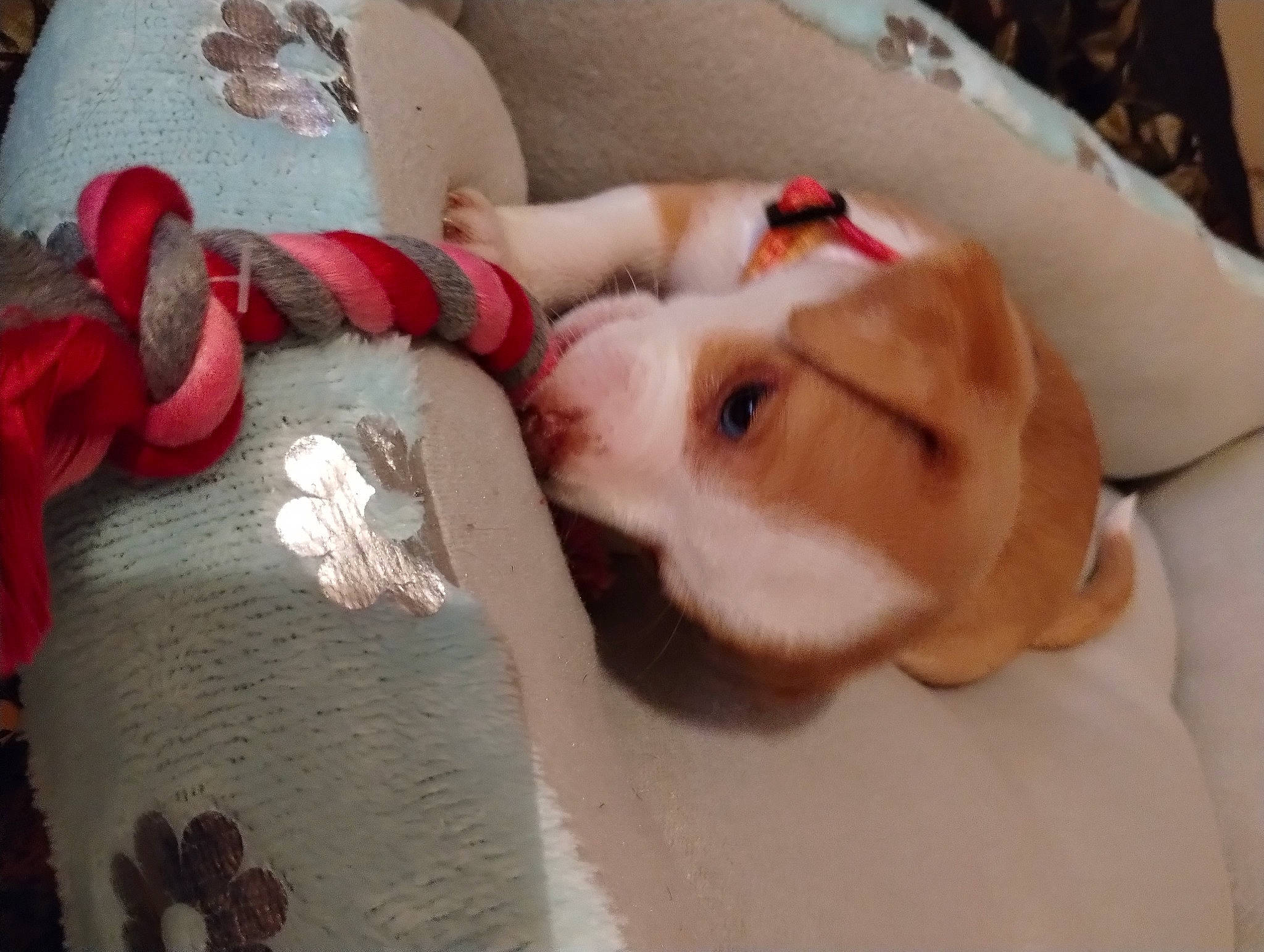 Bristol is registered to the contest to win money with this photo: canidae, carmine, carnivore, comfort, companion_dog, dog, dog_breed, fawn, felidae, fur, linens, nap, paw, pomeranian, small_to_medium_sized_cats, snout, sporting_group, textile, toy_dog, whiskers