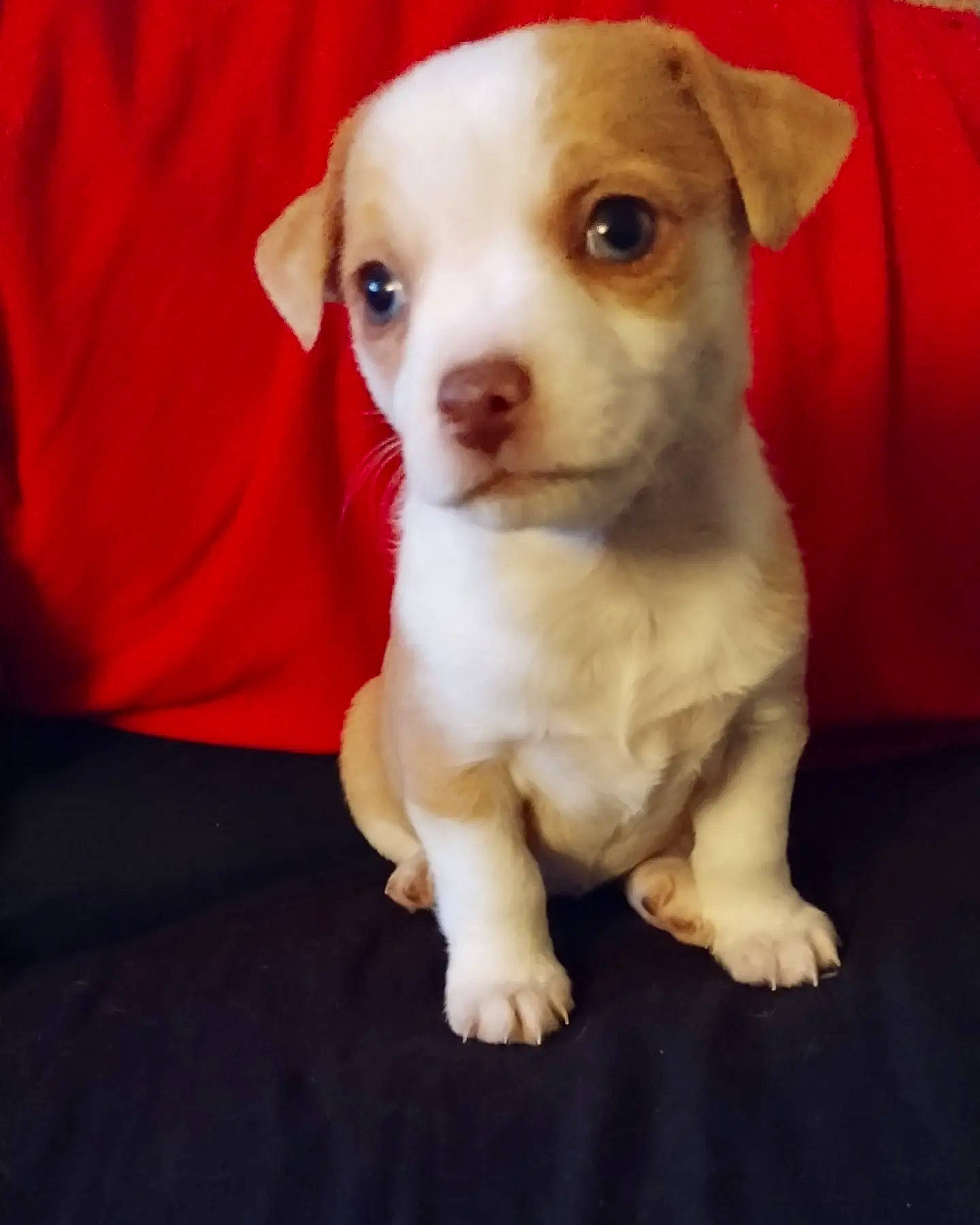 Bristol is registered to the contest to win money with this photo: canidae, carnivore, companion_dog, corgi_chihuahua, dog, dog_breed, dog_supply, ear, fawn, fur, non_sporting_group, puppy, snout, sporting_group, toy_dog, whiskers, working_animal