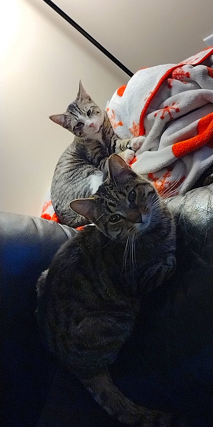 Insecure Grandma is registered to the contest to win money with this photo: black_cat, carmine, carnivore, cat, claw, comfort, domestic_short_haired_cat, felidae, fur, grey, nap, paw, sitting, small_to_medium_sized_cats, snout, tail, tree, whiskers