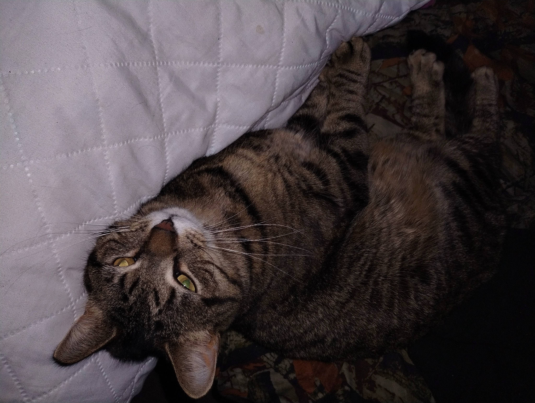 Insecure Grandma joined the competition — help win amazing prizes! carnivore, cat, claw, comfort, domestic_short_haired_cat, felidae, fur, grey, paw, sleep, small_to_medium_sized_cats, snout, tail, terrestrial_animal, whiskers, wildlife