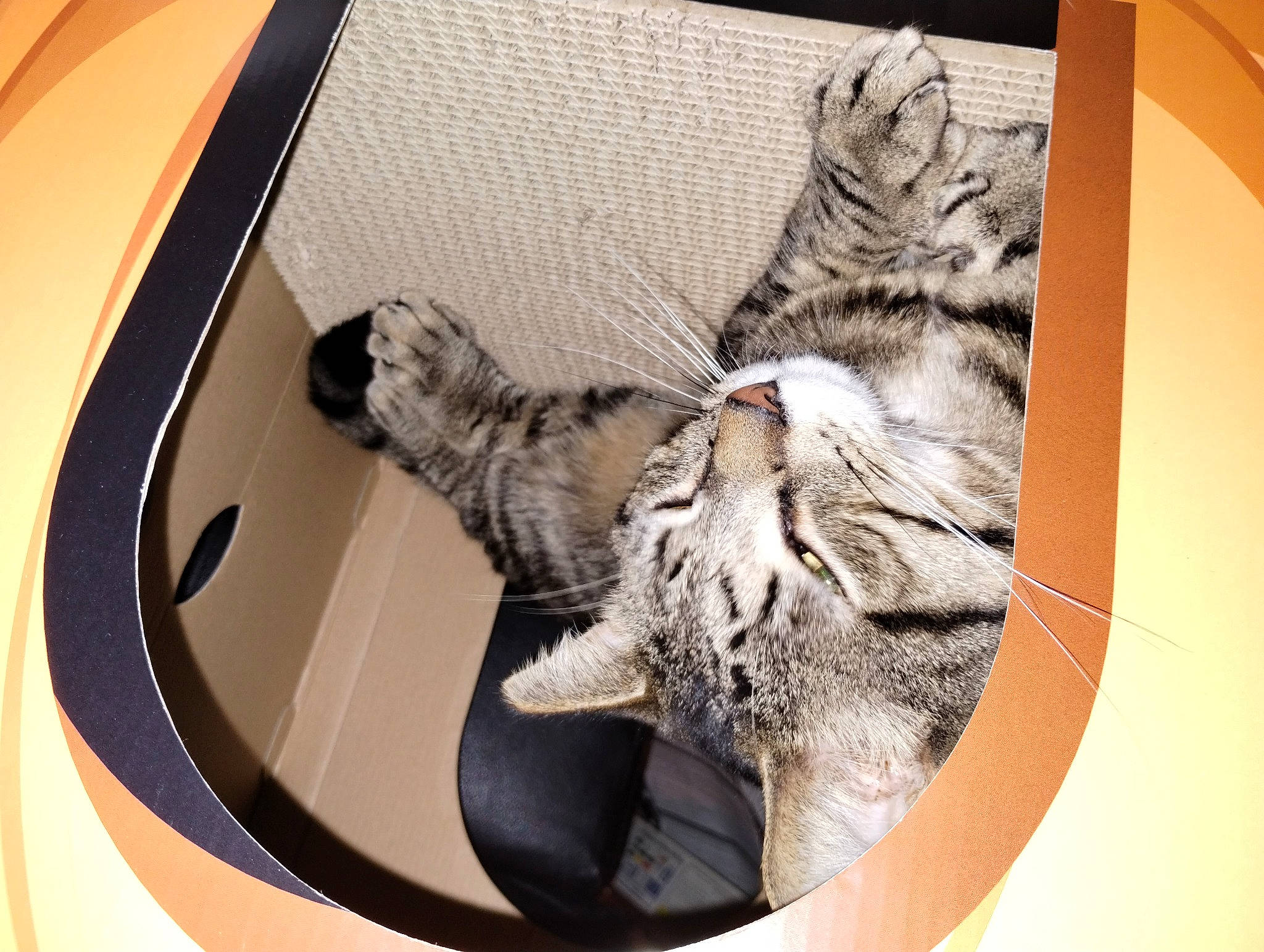 Insecure Grandma is registered to the contest to win money with this photo: automotive_design, automotive_exterior, automotive_lighting, carnivore, cat, circle, comfort, domestic_short_haired_cat, felidae, fur, motor_vehicle, paw, room, small_to_medium_sized_cats, tail, vehicle_door, whiskers