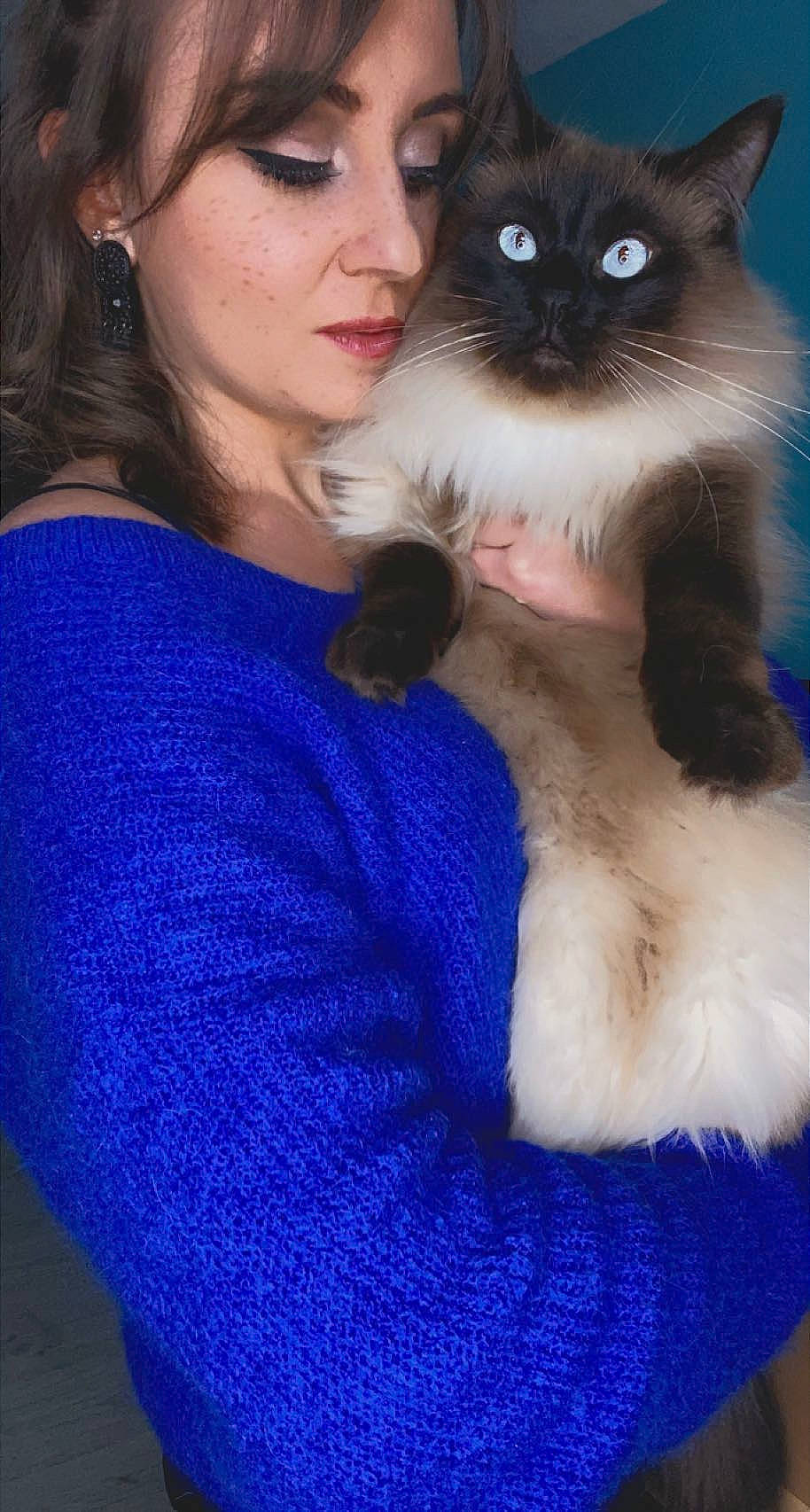 Owen a rejoint le concours — aidez-le/la à gagner de superbes lots ! balinese, birman, blue, carnivore, cat, electric_blue, event, fawn, felidae, formal_wear, fur, gesture, hair, happy, head, ragdoll, siamese, small_to_medium_sized_cats, thai, whiskers