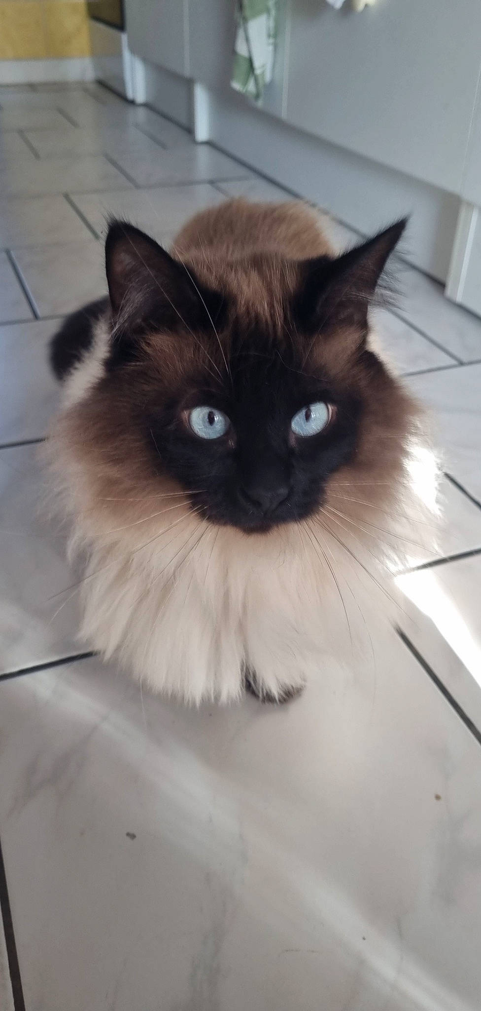 Owen participe au concours pour gagner de l'argent avec cette photo : balinese, birman, box, carnivore, cat, eye, fawn, felidae, flooring, fur, iris, ragdoll, siamese, small_to_medium_sized_cats, snout, tail, terrestrial_animal, thai, whiskers