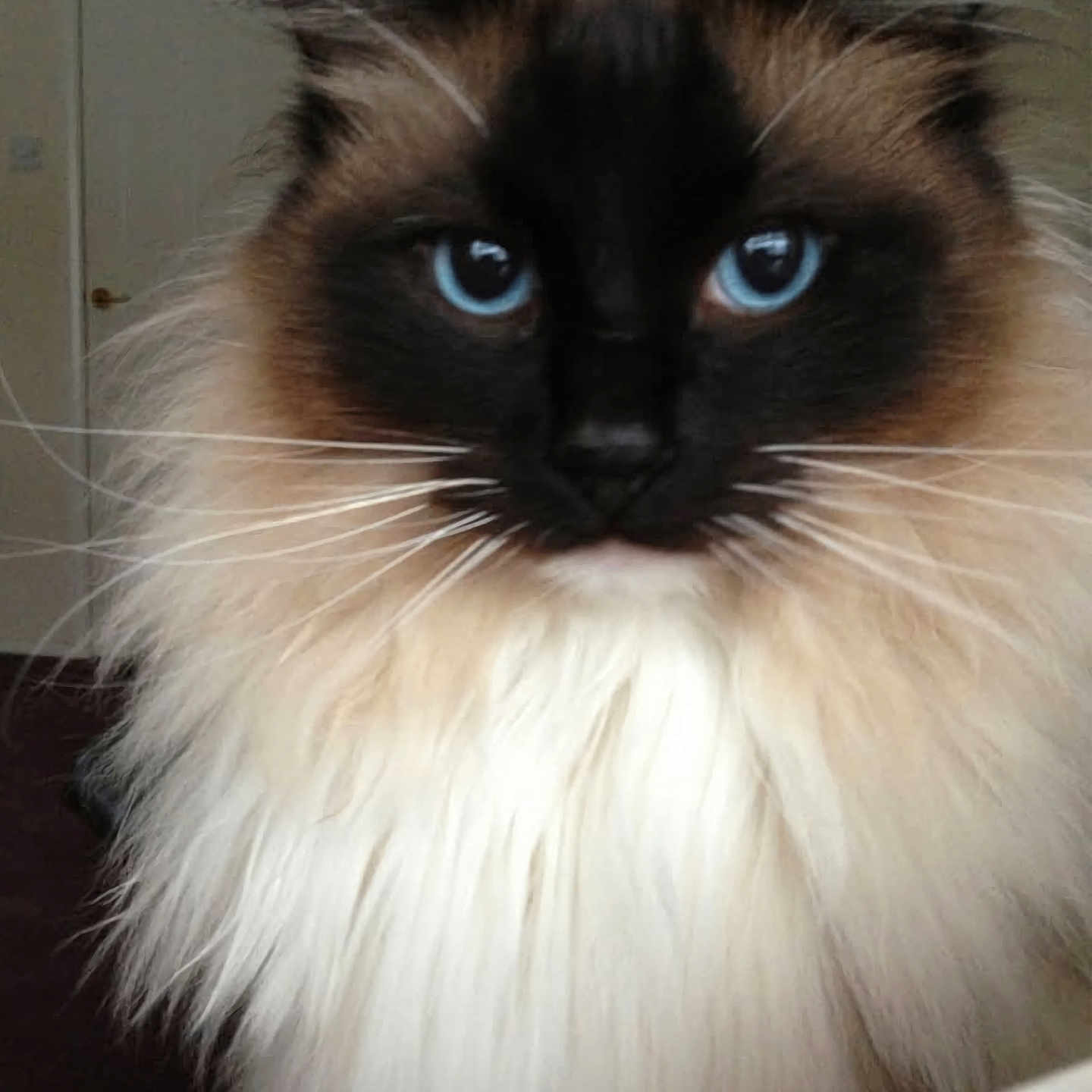 Cocoa