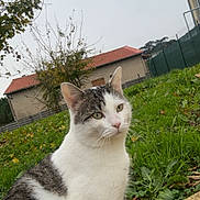 Raÿce participe au concours pour gagner de l'argent avec cette photo : cat, tabby, white_cat, pet, whiskers, green_eyes, sitting, backyard, grass, leaves, autumn, house, roof, fence, tree, outdoors, concrete, portrait, nature, suburban