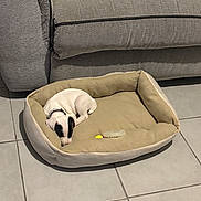 Baÿhko a rejoint le concours — aidez-le/la à gagner de superbes lots ! puppy, dog, sleeping, pet_bed, chew_toy, couch, blanket, tile_floor, collar, indoor, cozy, nap, small_dog, black_and_white, resting, fur, home, furniture, quiet, cute