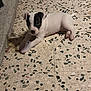 puppy, dog, white_fur, black_patch, tile_floor, terrazzo_floor, paws, ears, eyes, nose, laying, indoor, concrete_wall, shadow, small, pet, curious, resting, looking_at_camera, cute